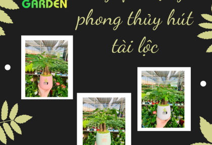 Cây quà tặng phong thủy hút tài lộc
