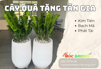 Cây quà tặng tân gia 