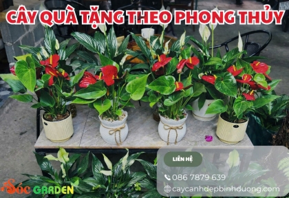 Cây quà tặng theo phong thủy 