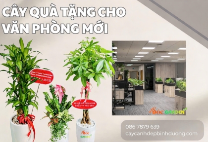 Cây quà tặng cho văn phòng mới 