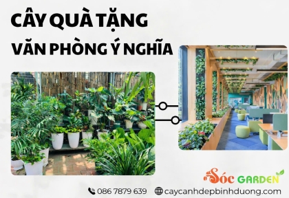Cây quà tặng văn phòng ý nghĩa 