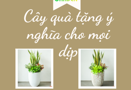 Cây quà tặng ý nghĩa cho mọi dịp