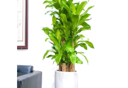 Dịch vụ cho thuê cây văn phòng trọn gói