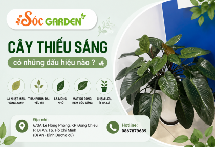Những loại cây không cần nhiều ánh sáng