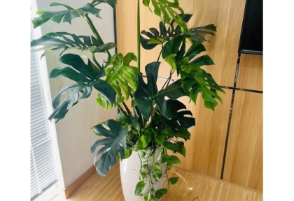 Cây phối kết làm quà tặng sang trọng