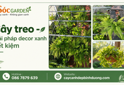 Cây treo tường giải pháp decor xanh tiết kiệm
