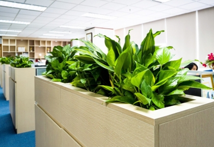 Cho Thuê Cây Xanh Văn Phòng Tại Bình Dương