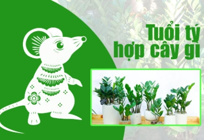 Những cây phong thủy hợp tuổi Tý