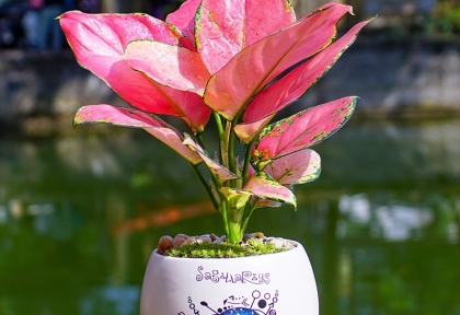 Người Tuổi Hợi Hợp Cây Gì Top Cây Phog Thủy Cho Người Sinh Năm 2007, 1995, 1983, 1971