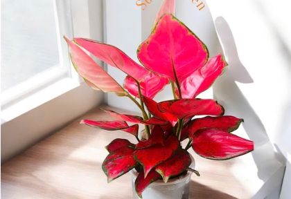 ​​​​​​​Vì sao nên tặng cây để bàn trong ngày sinh nhật? Nên chọn cây nào làm quà tặng sinh nhật