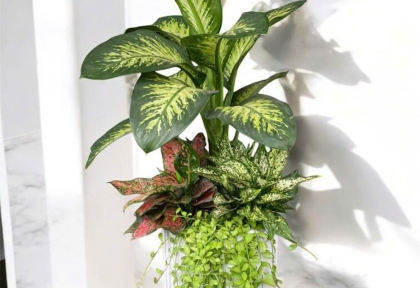 Cây phong thủy mang ý nghĩa may mắn