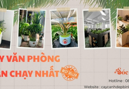 Cây văn phòng bán chạy nhất 
