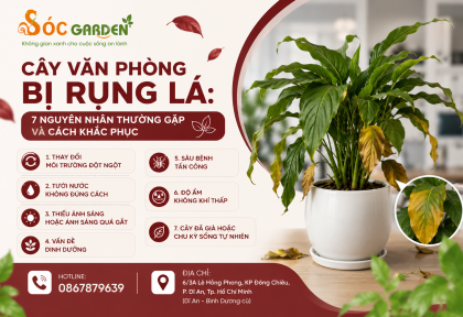 Cây văn phòng bị rụng lá: 7 nguyên nhân thường gặp và cách khắc phục