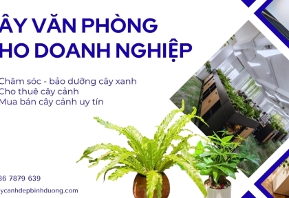 Cây văn phòng đẹp cho doanh nghiệp