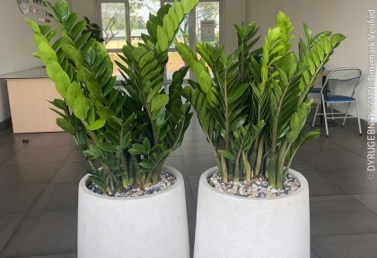 Cung cấp Cây Văn Phòng cho Viện Tế Bào Gốc ( Đại Học Quốc Gia Thành Phố Hồ Chí Minh )