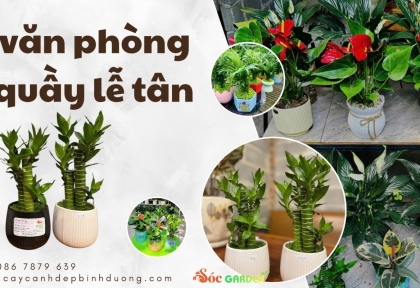 Cây văn phòng cho quầy lễ tân 