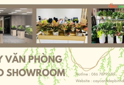 Cây văn phòng cho showroom