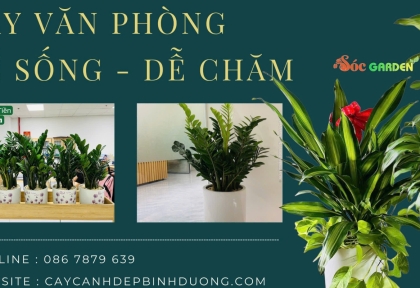 Cây văn phòng dễ sống - dễ chăm