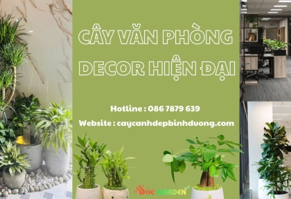 Cây văn phòng decor hiện đại 