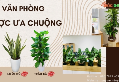 Cây văn phòng được ưa chuộng