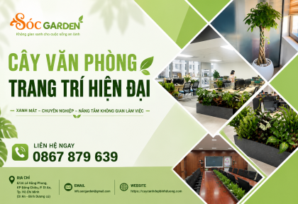 Cây văn phòng trang trí hiện đại 
