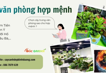 Cây văn phòng hợp mệnh