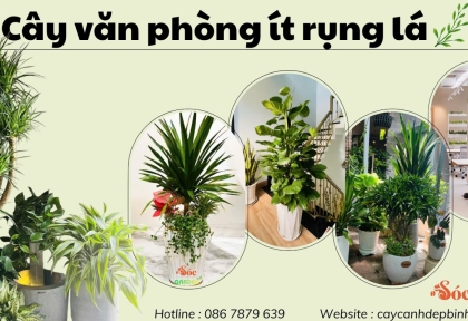 Cây văn phòng ít rụng lá