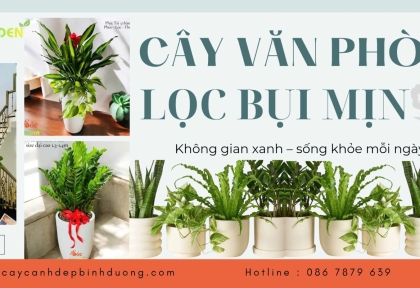 Cây văn phòng lọc bụi mịn