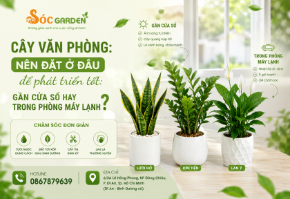 Cây văn phòng nên đặt ở đâu để phát triển tốt: gần cửa sổ hay trong phòng máy lạnh? 