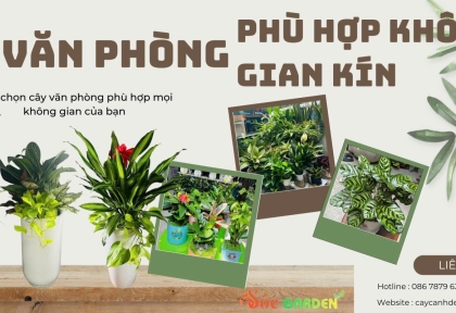 Cây văn phòng phù hợp không gian kín 