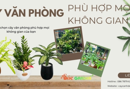 Cây văn phòng phù hợp mọi không gian