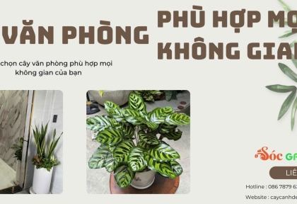 Cây văn phòng phù hợp mọi không gian