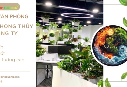 Cây văn phòng theo phong thủy công ty