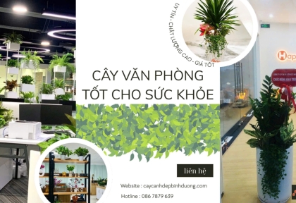 Cây văn phòng tốt cho sức khỏe