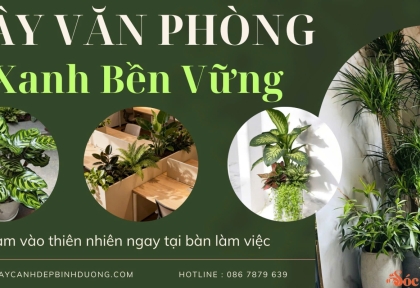 Cây văn phòng xanh bền vững 