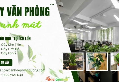 Cây văn phòng xanh mát
