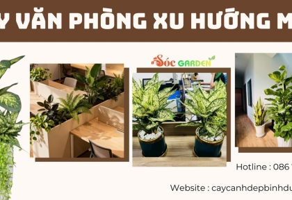 Cây văn phòng xu hướng mới