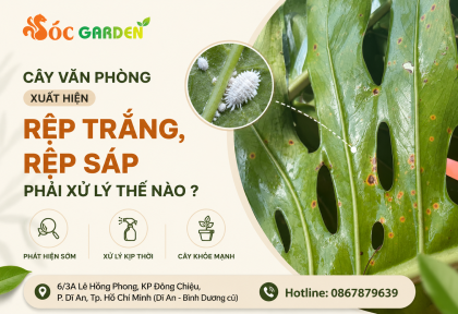 Cây văn phòng xuất hiện rệp trắng, rệp sáp phải xử lý thế nào ?