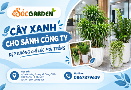 CÂY XANH CHO SẢNH CÔNG TY 