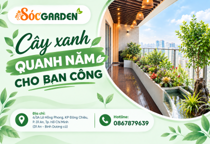 Cây xanh quanh năm cho ban công 