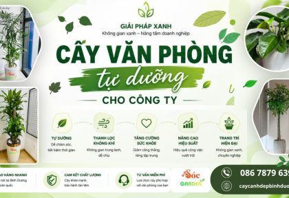 Cây văn phòng tự dưỡng cho công ty