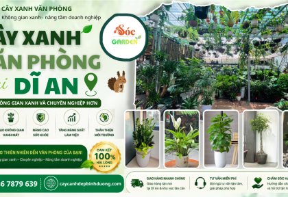 Cây Xanh Văn Phòng Tại Dĩ An