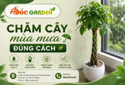 Chăm cây mùa mưa đúng cách