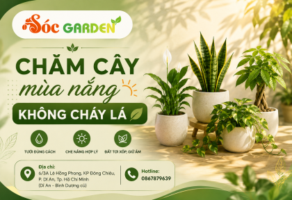 Chăm cây mùa nắng không cháy lá
