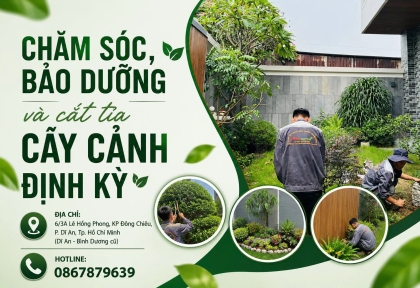 Dịch vụ chăm cây tận nơi định kỳ