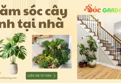  Chăm Sóc Cây Xanh Tại Nhà 