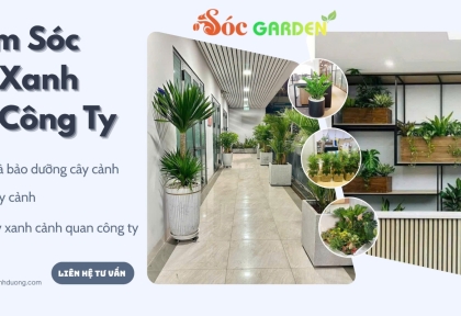 Chăm sóc cây cảnh cho khuôn viên công ty