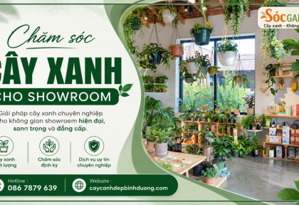 Chăm sóc cây xanh cho showroom