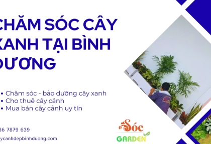 Chăm sóc cây xanh tại Bình Dương