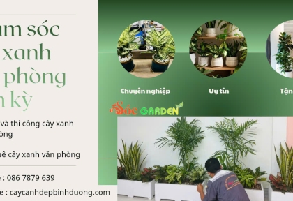 Chăm sóc cây văn phòng định kỳ